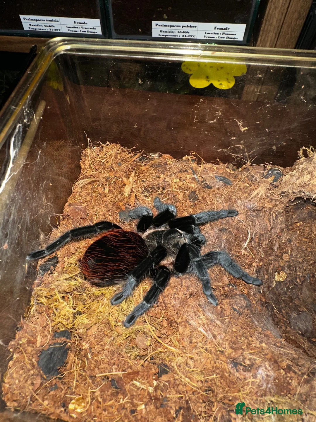 Tarantulas invertebrates for sale: Tarantula collection for sale  in Barnsley - Advert 1