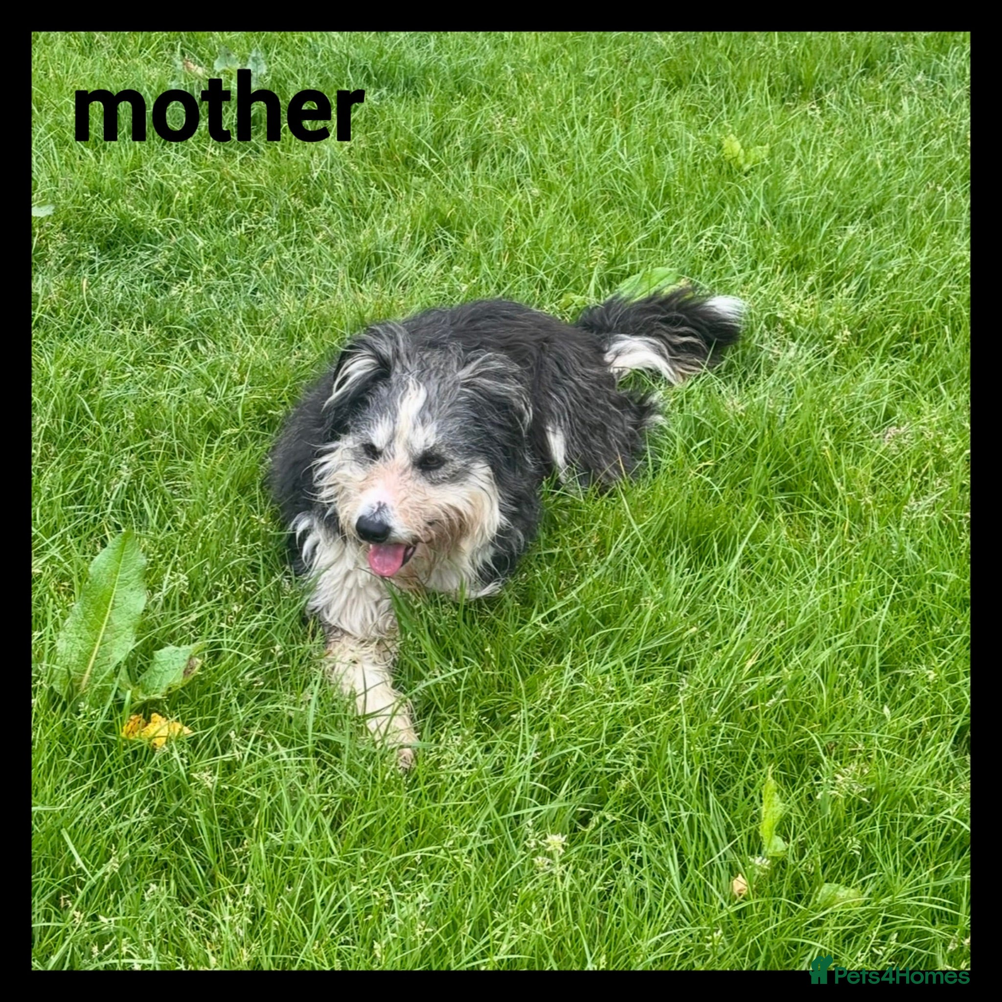 Mixed Breed dogs 5 Beared collie cross pups  - Advert 2