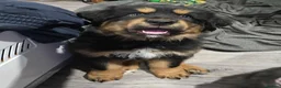 Tibetan Mastiff dogs for sale: Tibetan Mastiff Puppies - Advert 13
