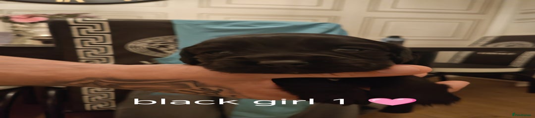 Cockapoo Puppy 7