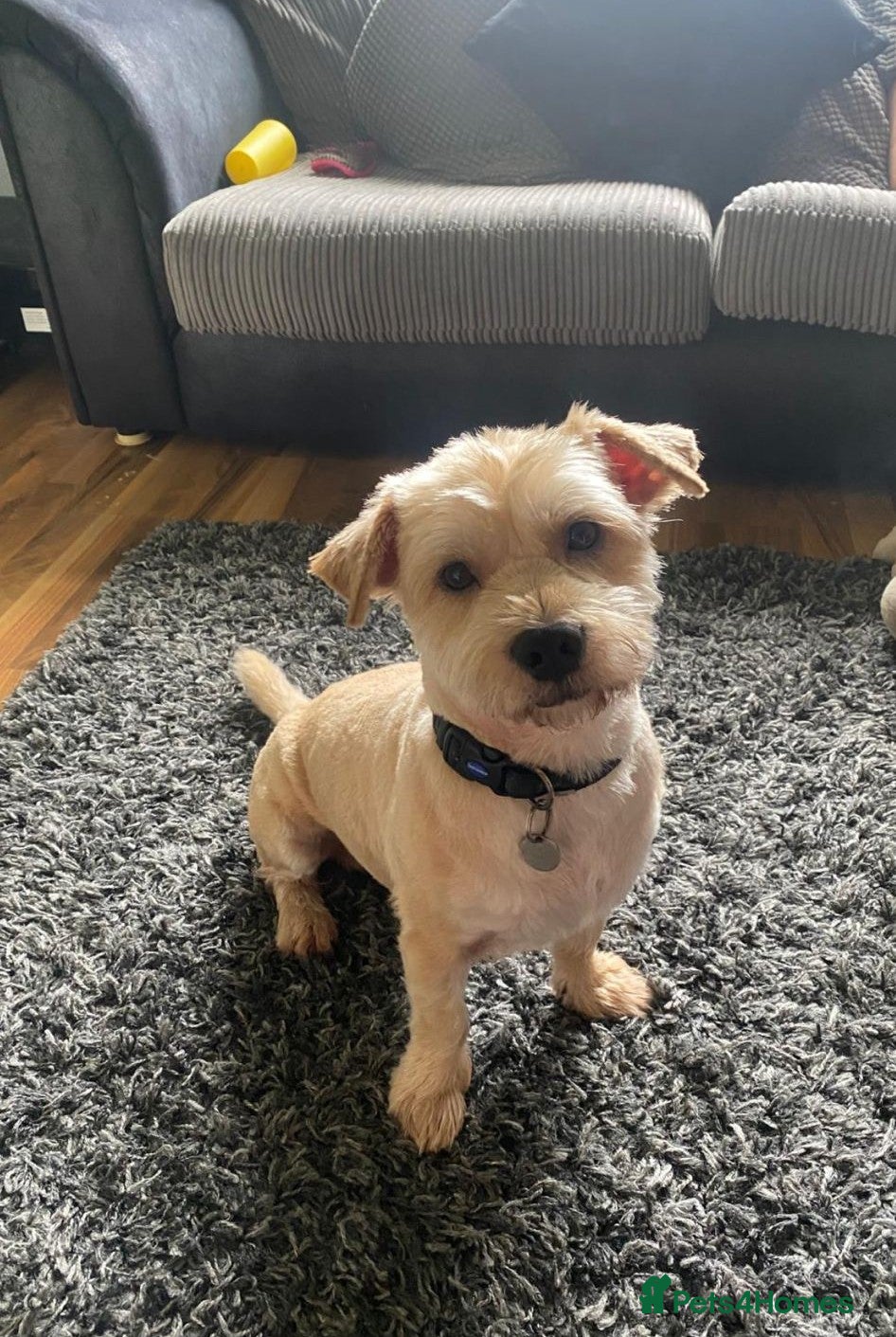 Mixed Breed dogs 🐾💛 CAESAR – The Little Boy with a Big Heart 💛🐾 - Advert 2