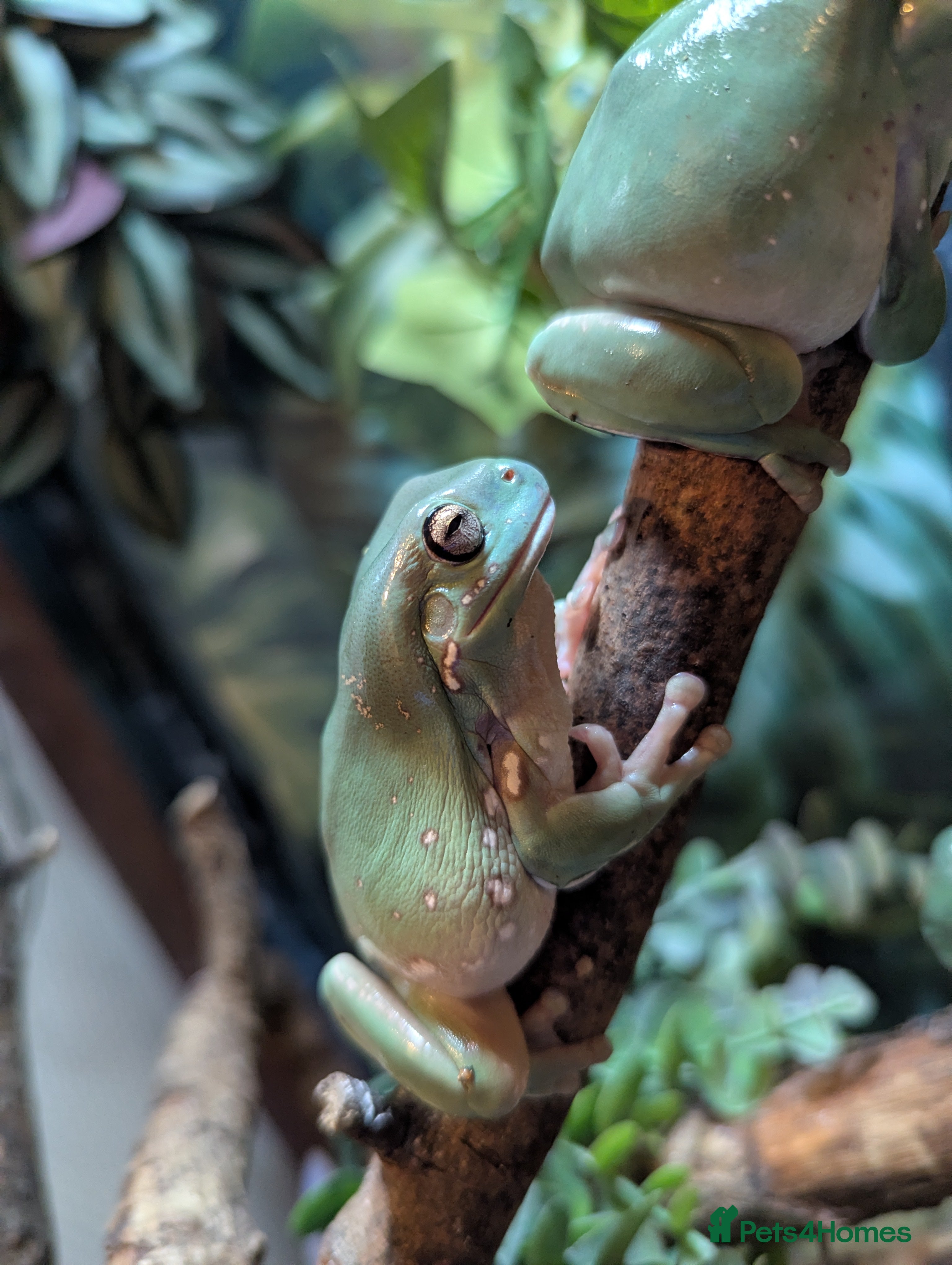 Frog reptiles Whites tree frog tadpoles ready soon - Advert 1