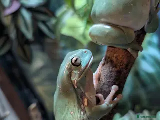 Frog reptiles Whites tree frog tadpoles ready soon - Advert 1