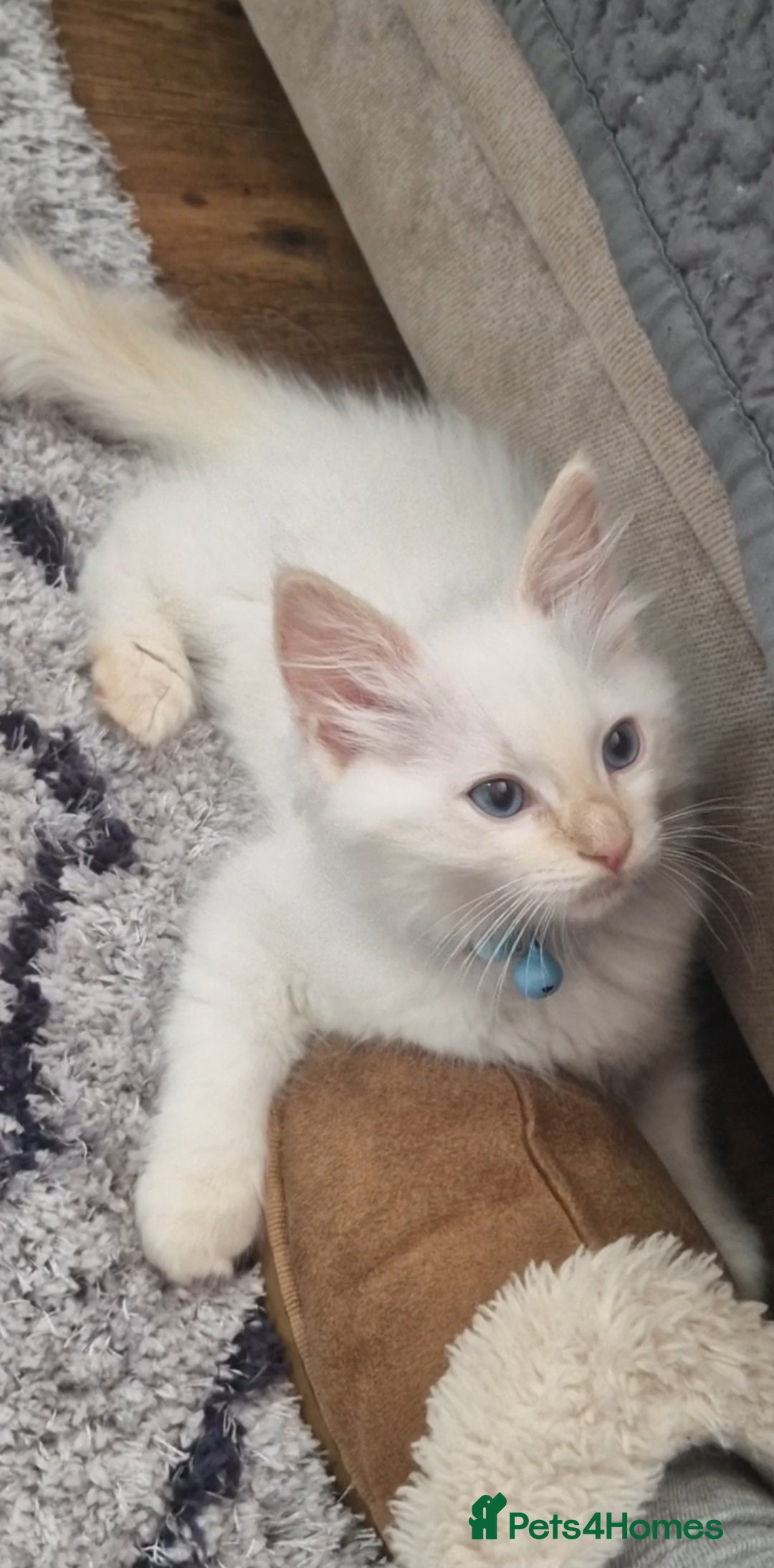 Ragdoll cats for sale: Beautiful Ragdoll Kitten  - Image 4