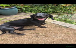 Mixed Breed dogs for sale: Meet Luna- your new best friend  - Image 5