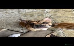 Mixed Breed dogs for sale: Derek and Dotty - Advert 7