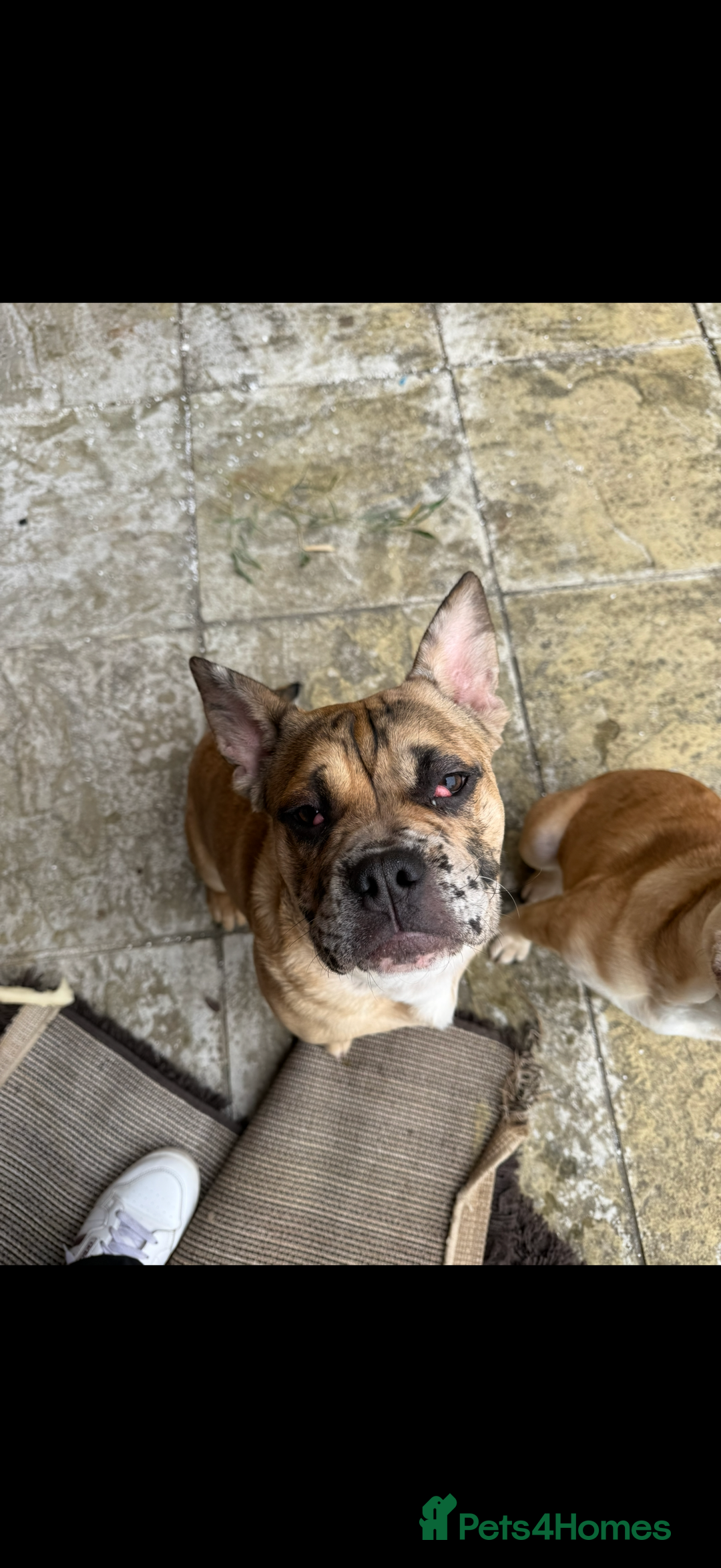 Mixed Breed dogs for sale: Derek and Dotty - Advert 7