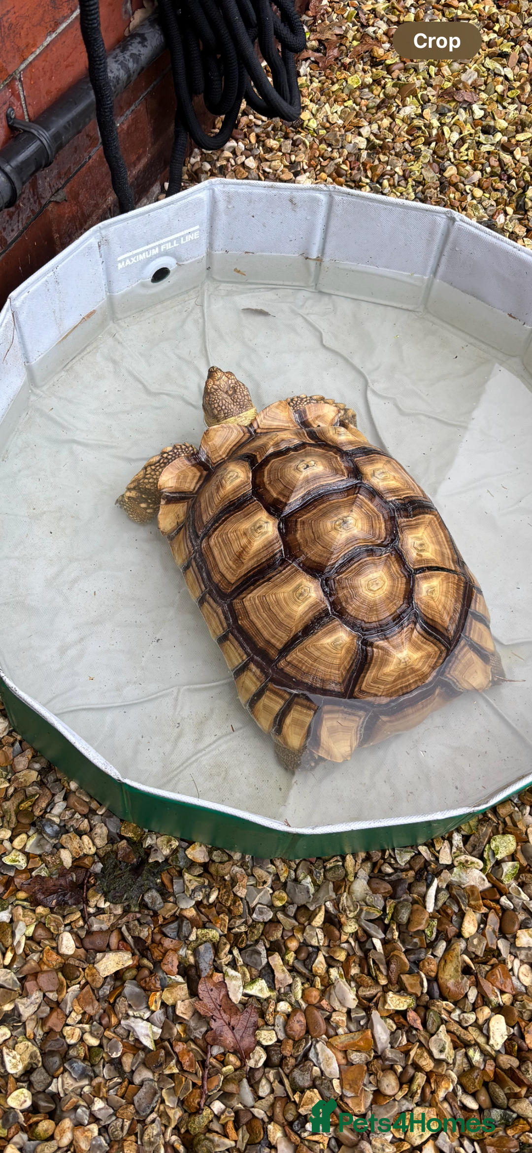 Tortoise reptiles for sale: Sulcata tortoise  - Advert 5