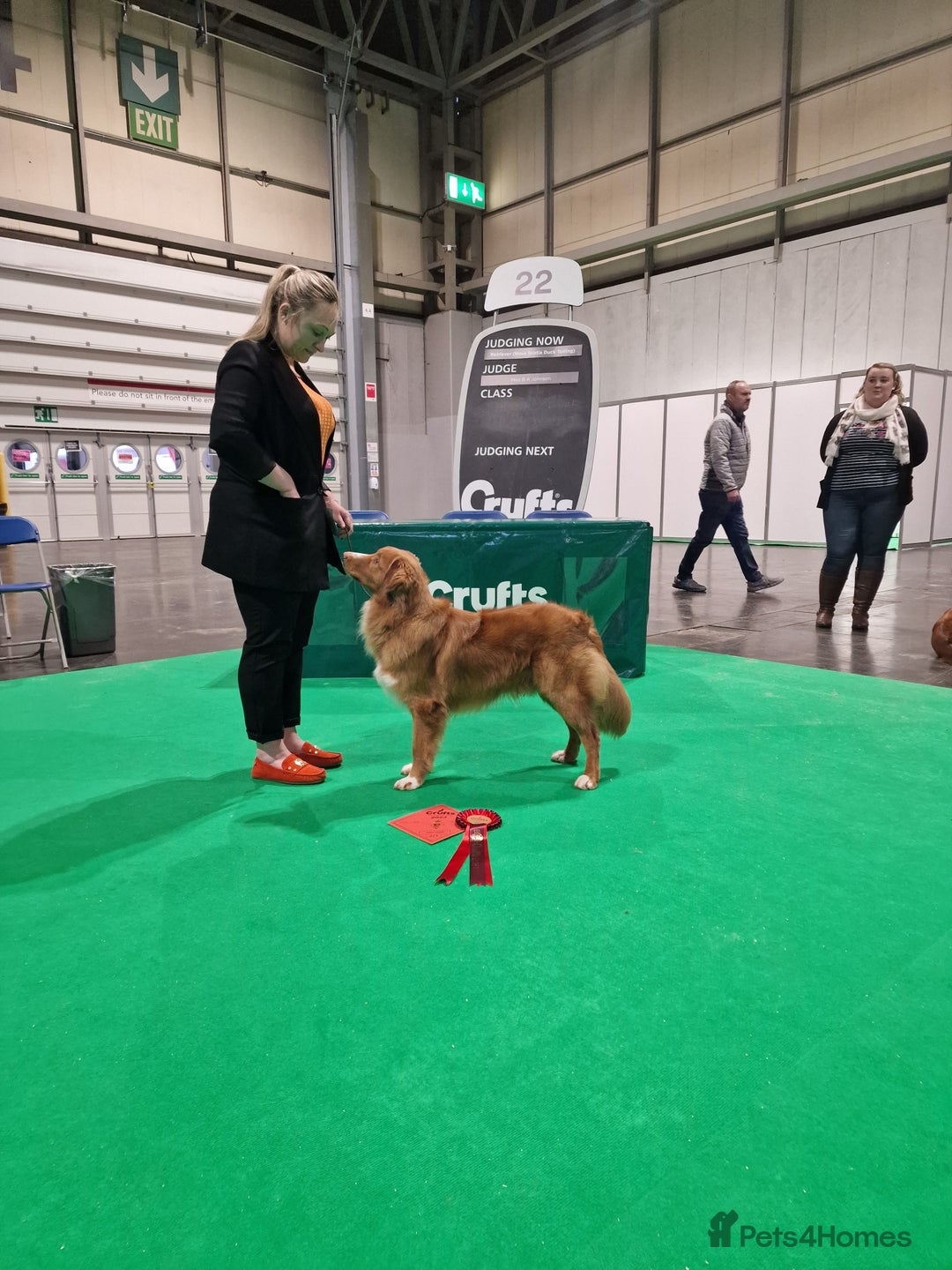 Nova Scotia Duck Tolling Retriever dogs for stud: Health Tested Toller/NSDTR Stud - Advert 10