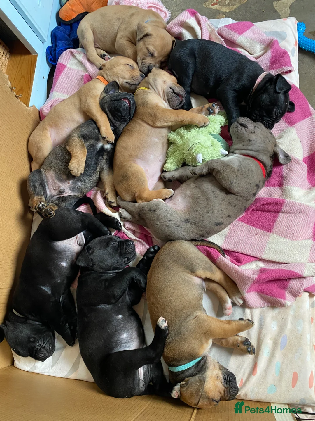 Mixed Breed dogs for sale: Frenchie cane corso cross puppies for sale  in Stoke-on-Trent - Advert 1