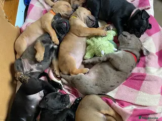 Mixed Breed dogs Frenchie cane corso cross puppies for sale - Advert 1