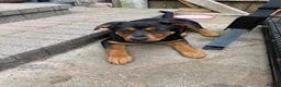 Rottweiler dogs for sale: Last 3 puppies of litter - Advert 16