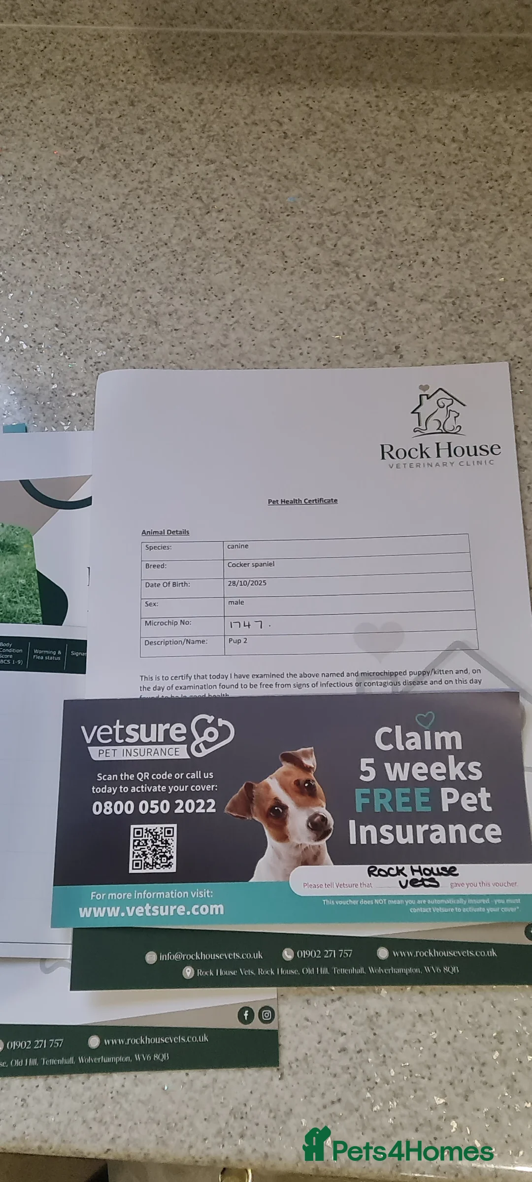 Cockapoo dogs for sale: F1 cockapoo  ready now - Advert 7