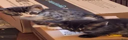 Bengal cats for sale: Bengal cross kittens in Crewe - Advert 3