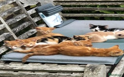 Mixed Breed cats for sale: Gorgeous farm/house kittens  - Image 2