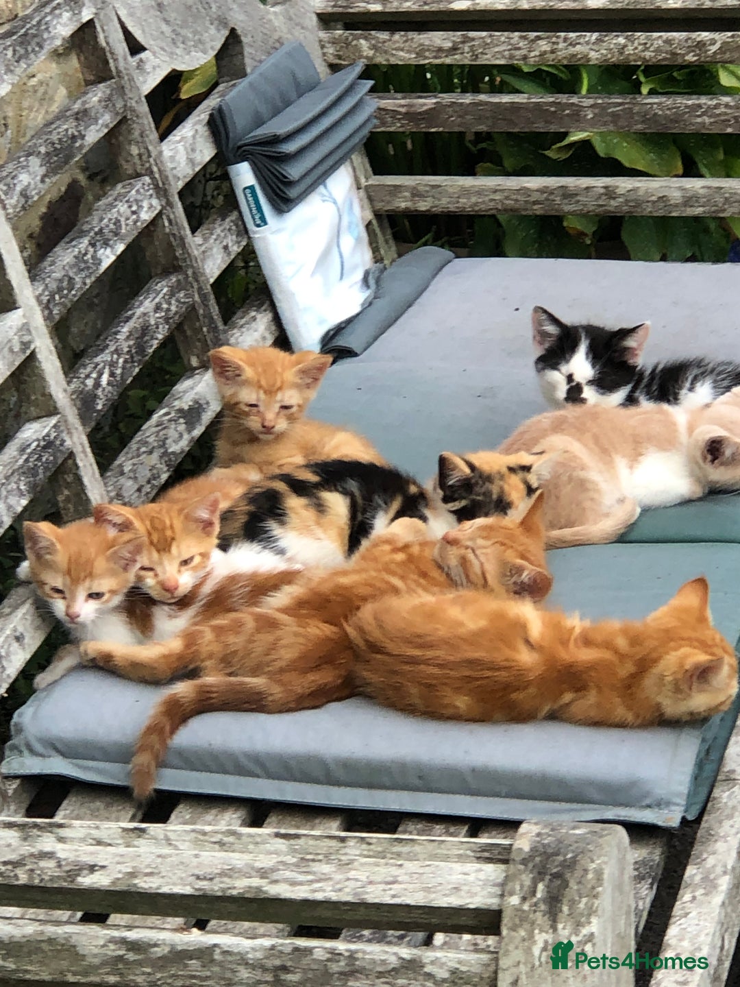 Mixed Breed cats for sale: Gorgeous farm/house kittens  - Image 2