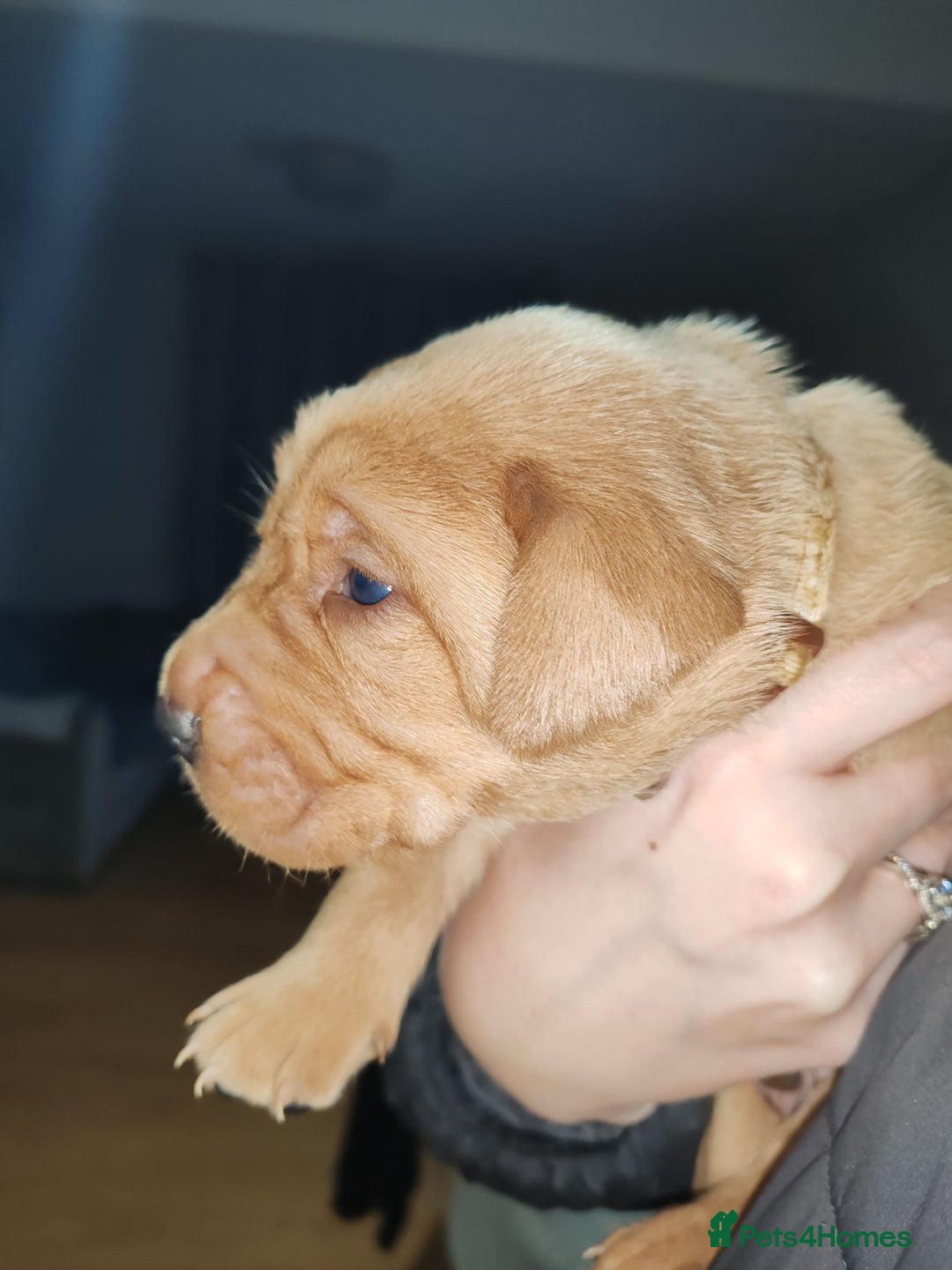 Labrador Retriever dogs for sale: LABRADOR PUPPIES GIRL AND BOY FOX RED 🐶🐕 - Advert 12