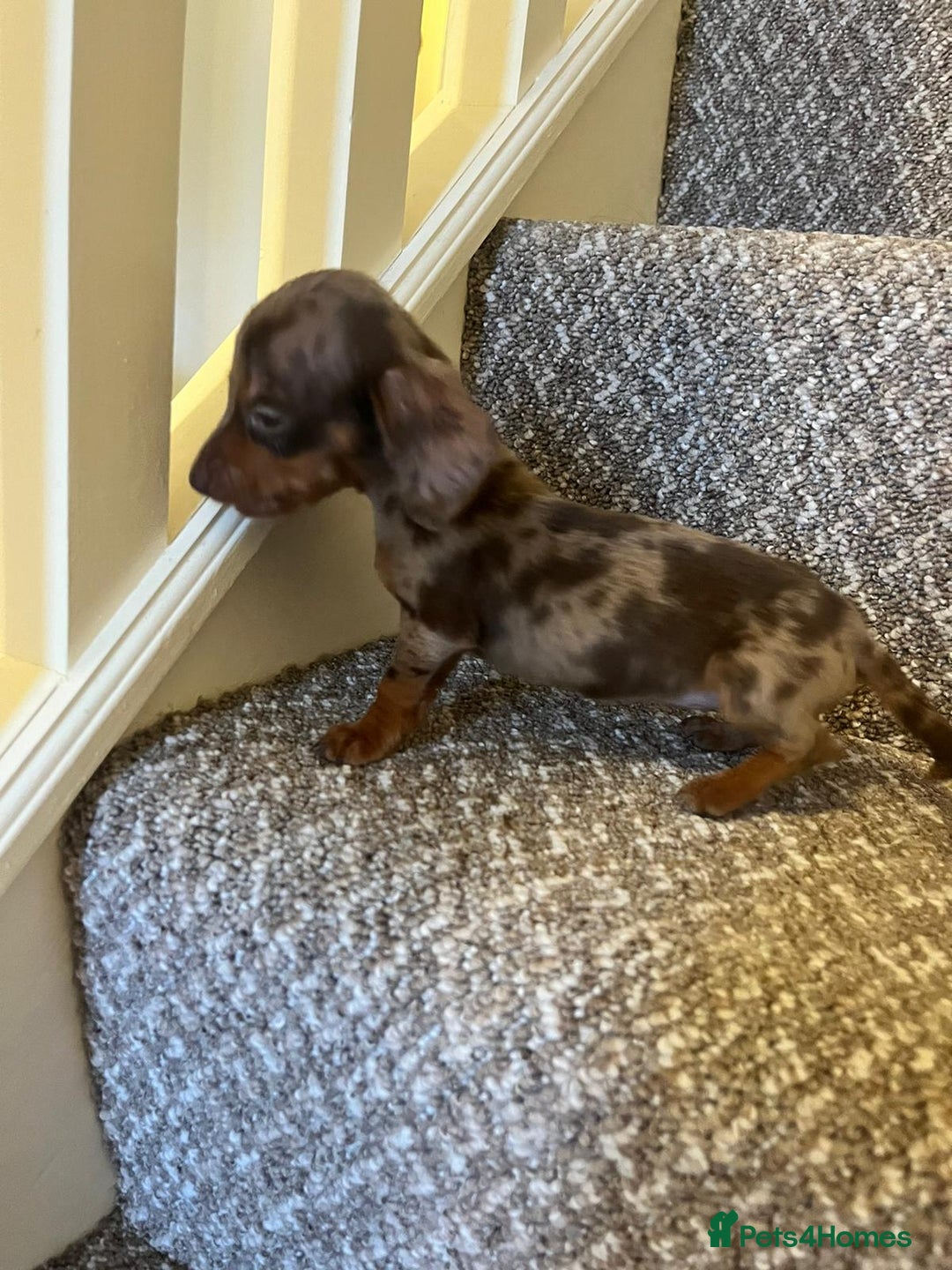 Miniature Dachshund dogs for sale: Chocolate Tan Dapple Healthy Dachshund Puppies - Image 9