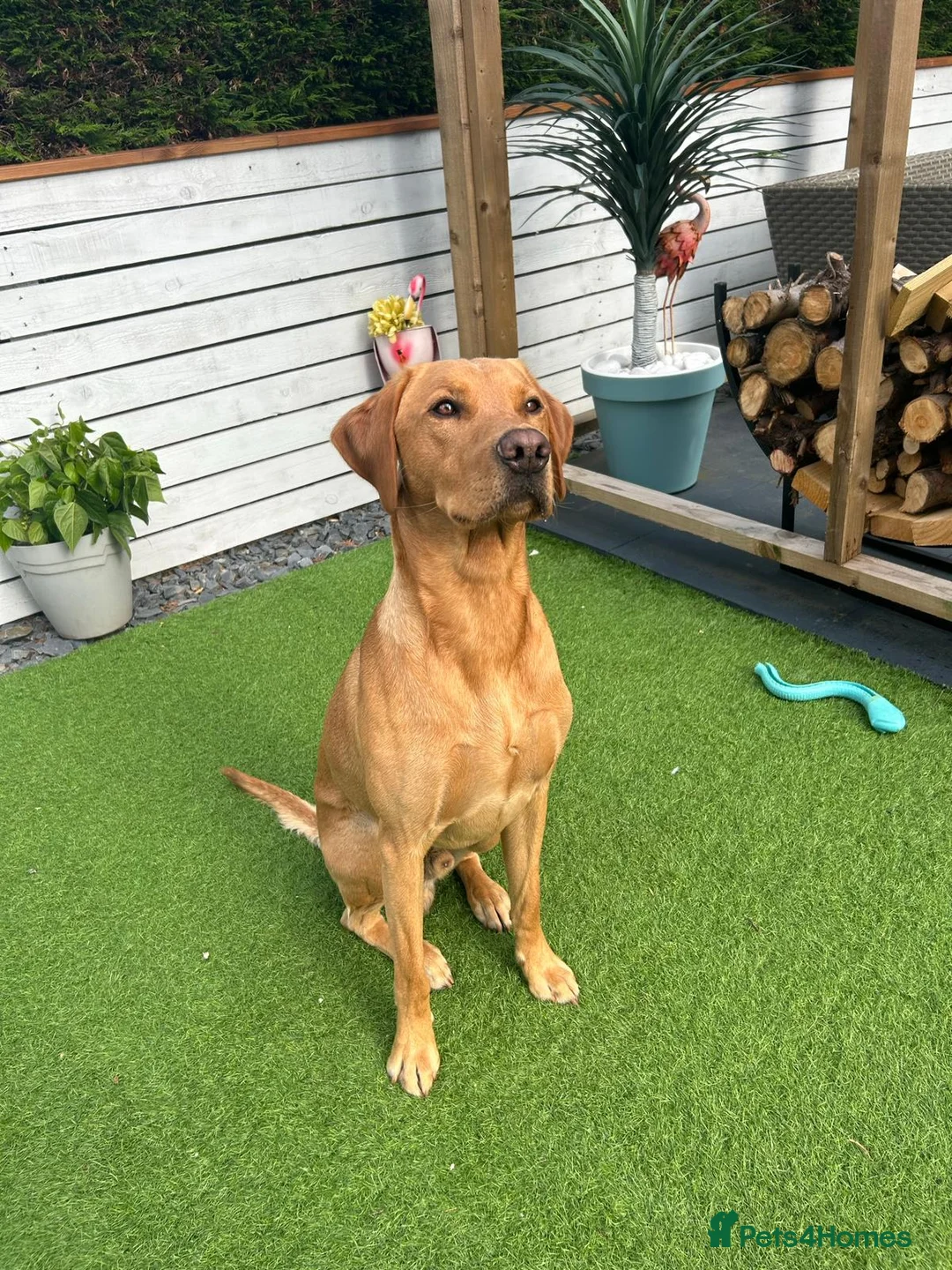 Labrador Retriever dogs for sale: Fox Red and Yellow Labrador Retriever Puppies  - Advert 2