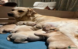 Golden Retriever dogs for sale: ✨ When Bella Met Loki 💛 - Image 4