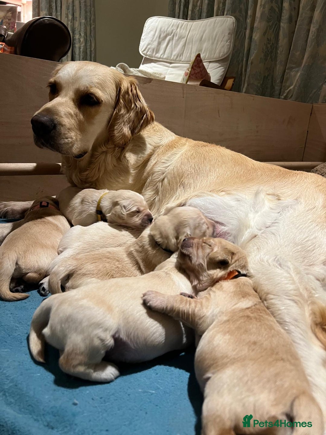 Golden Retriever dogs for sale: ✨ When Bella Met Loki 💛 - Image 4