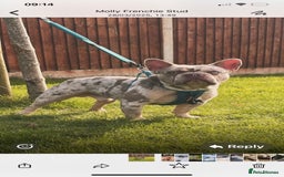French Bulldog dogs for sale: Stunning healthy French bull dog puppies  - Image 27