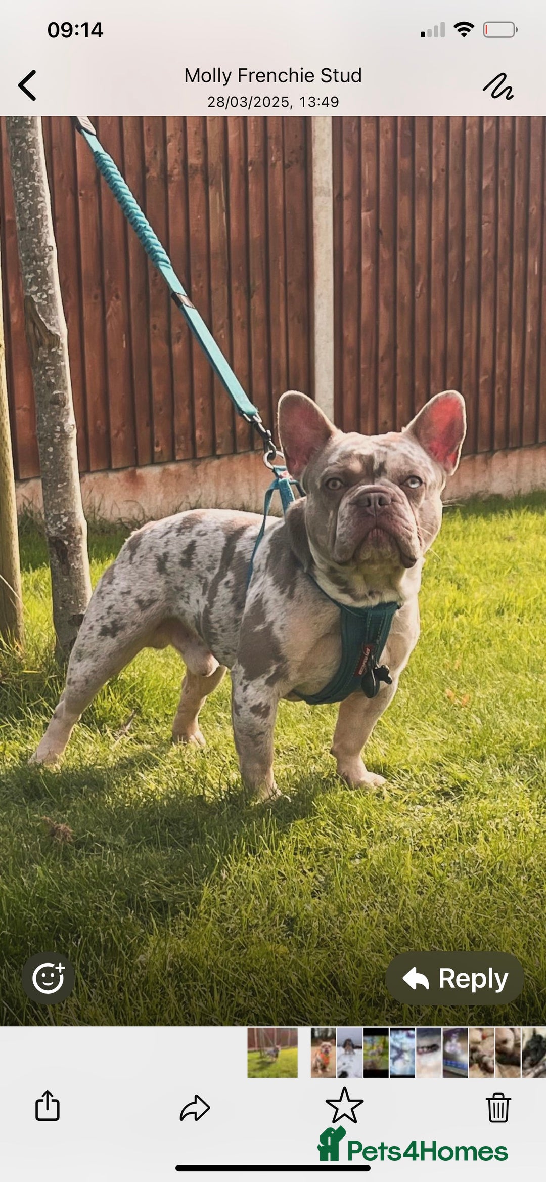French Bulldog dogs for sale: Stunning healthy French bull dog puppies  - Image 27