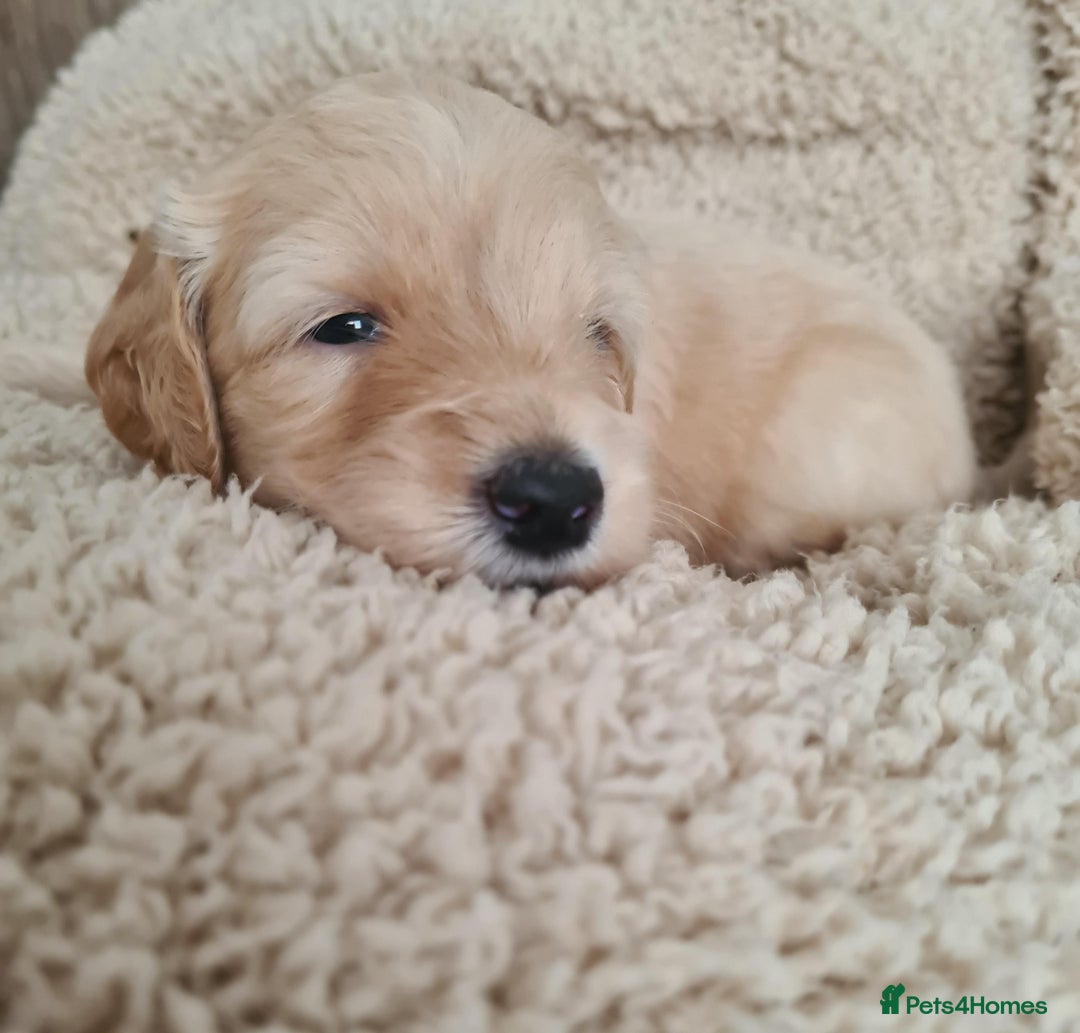 Labradoodle dogs for sale: Rare Roan Ebony Tiny/Mini Labradoodlese Puppies  - Image 5