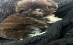 Shih Tzu dogs for sale: Chocolate and cream pedigree shitzu puppy’s - Image 7