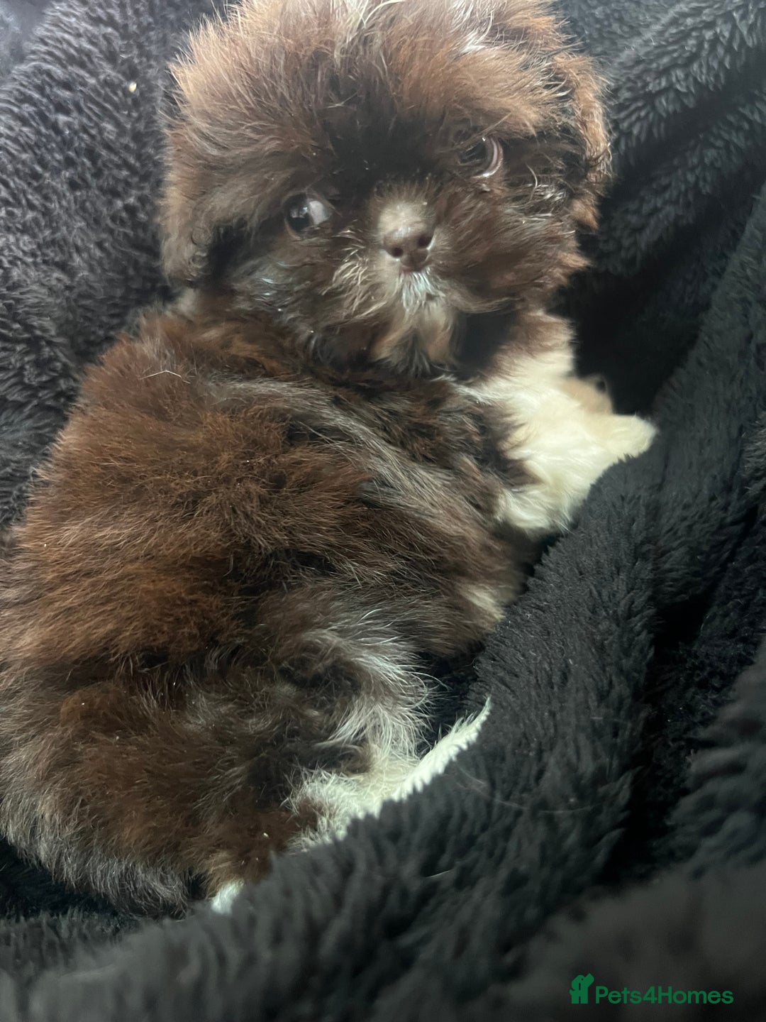 Shih Tzu dogs for sale: Chocolate and cream pedigree shitzu puppy’s - Image 7