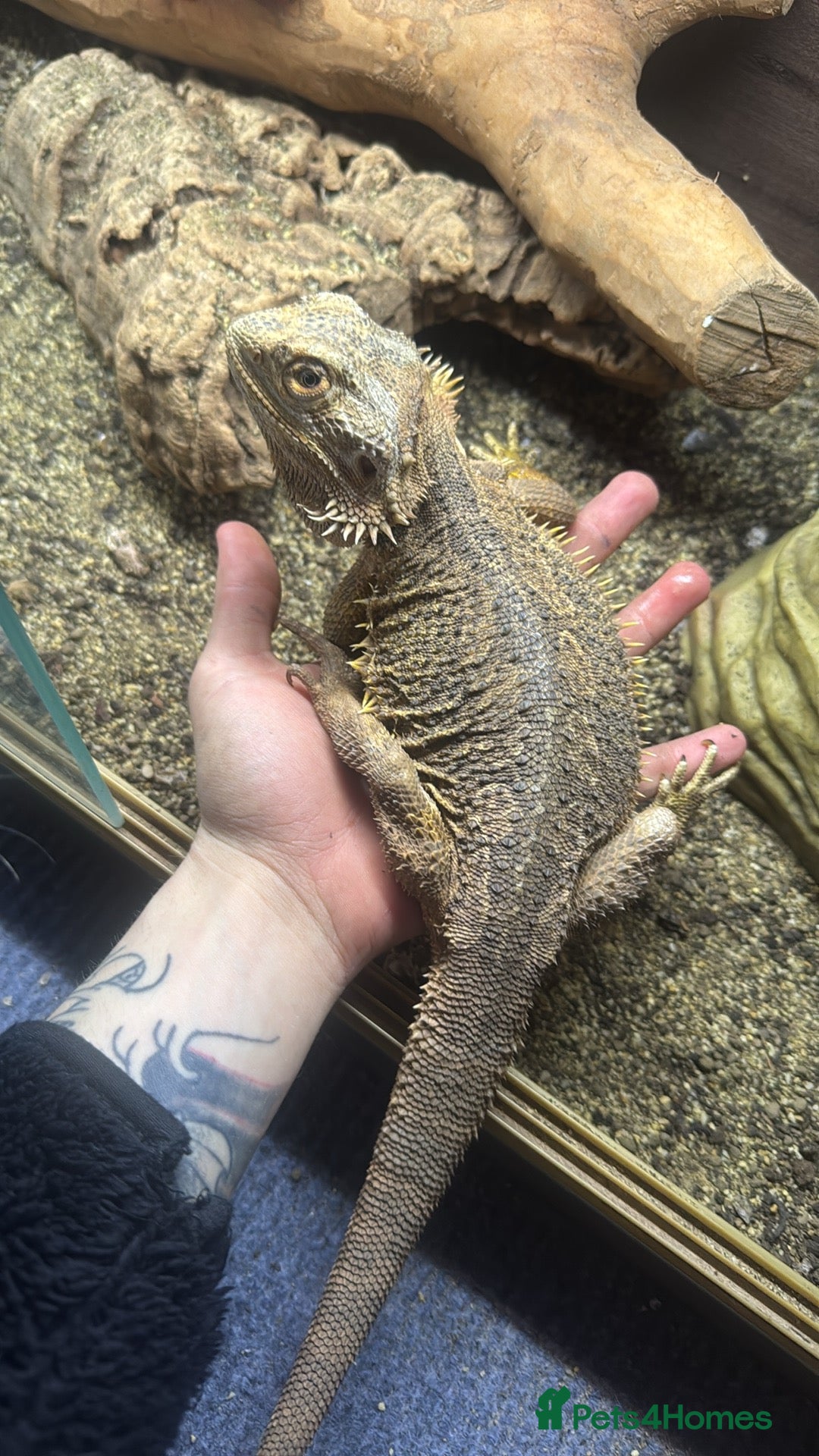 Mixed Breed reptiles for sale: Beardies and snake  - Advert 2