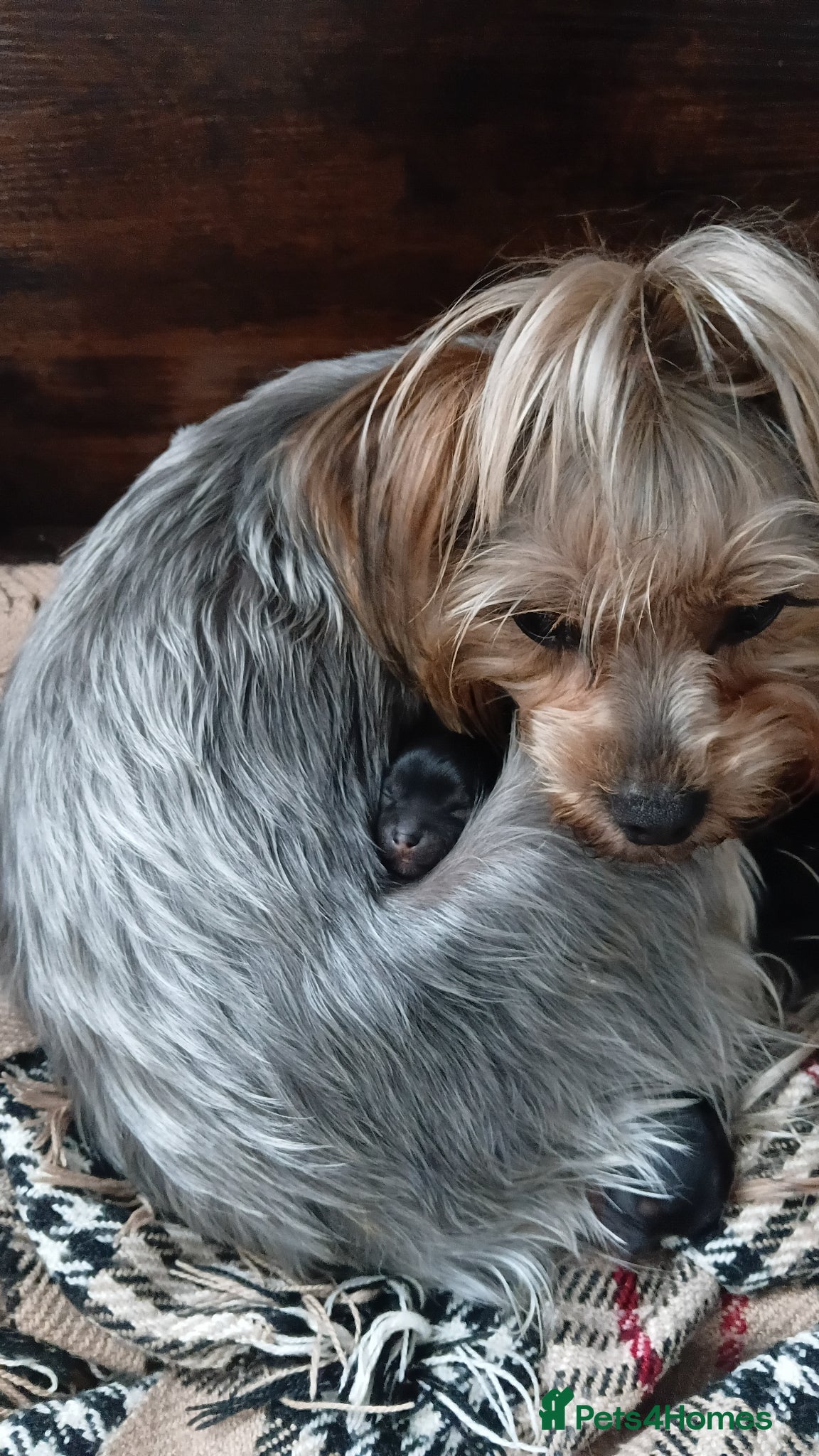 Yorkshire Terrier dogs Yorkshire terrier puppies - Advert 1