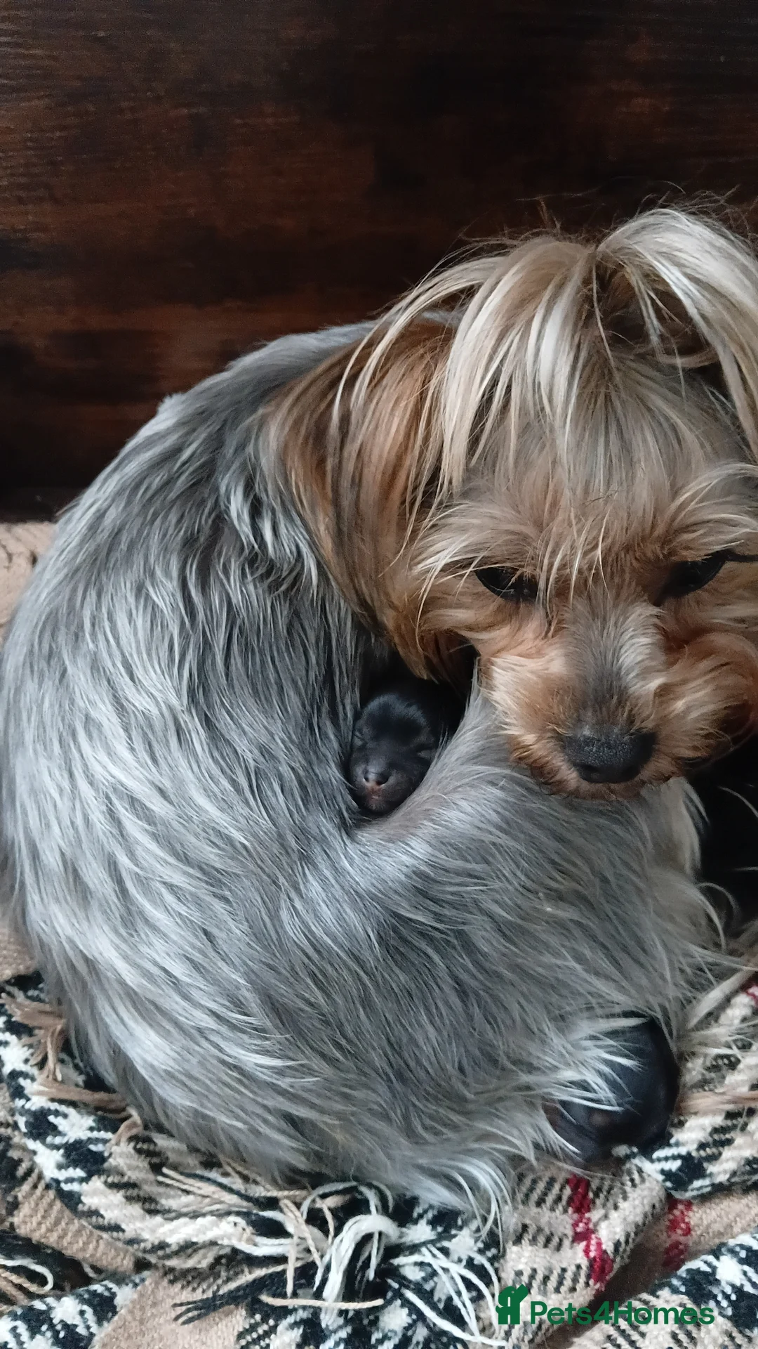 Yorkshire Terrier dogs for sale: Yorkshire terrier puppies in Telford - Advert 1