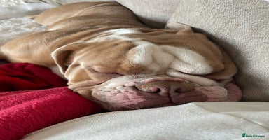 English Bulldog dogs - Advert 4