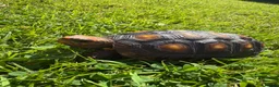 Tortoise reptiles for sale: Red foot tortoise  in Preston - Advert 3