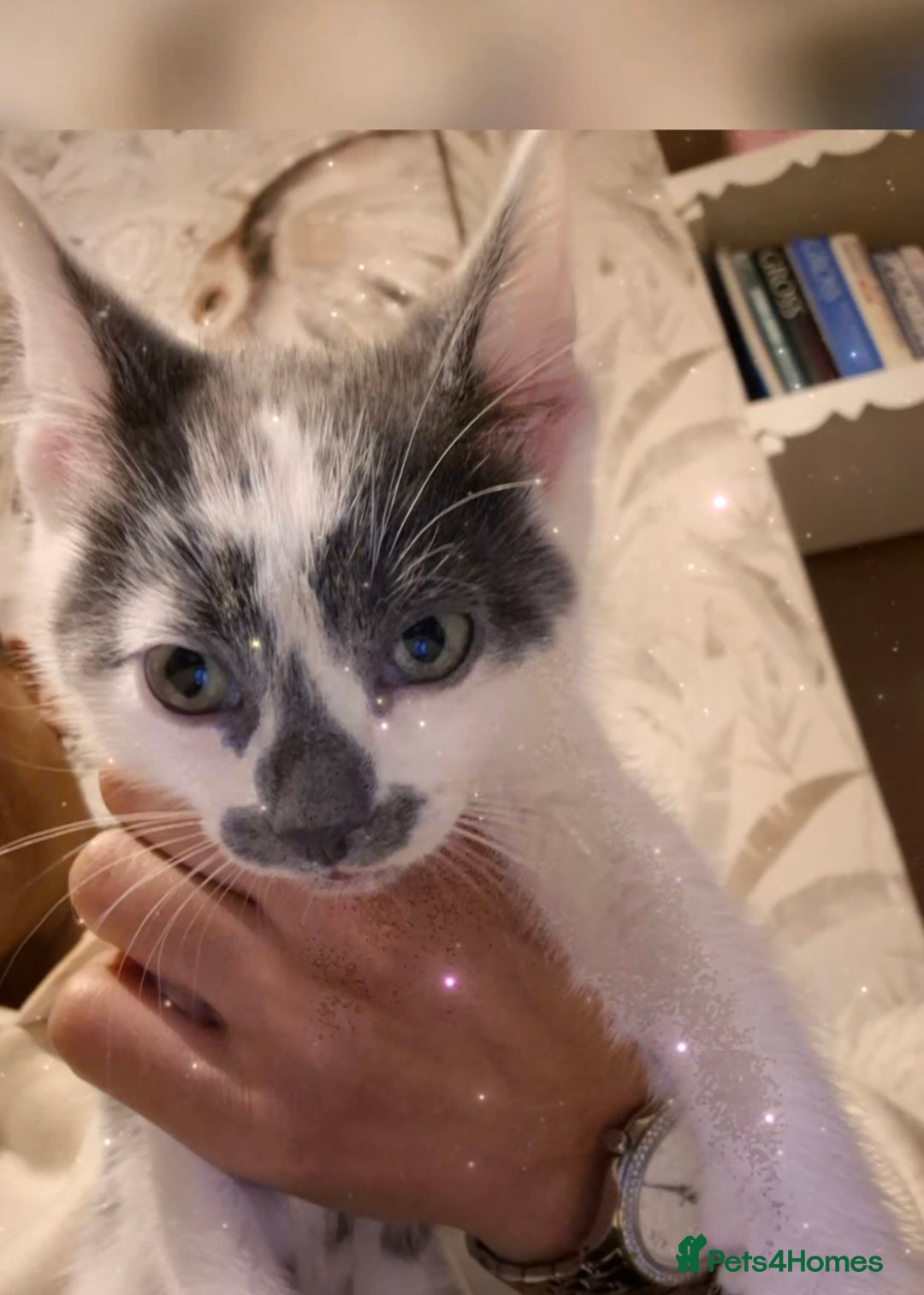 Ragdoll cats for sale: Ragdoll Cross Kitten  - Advert 4