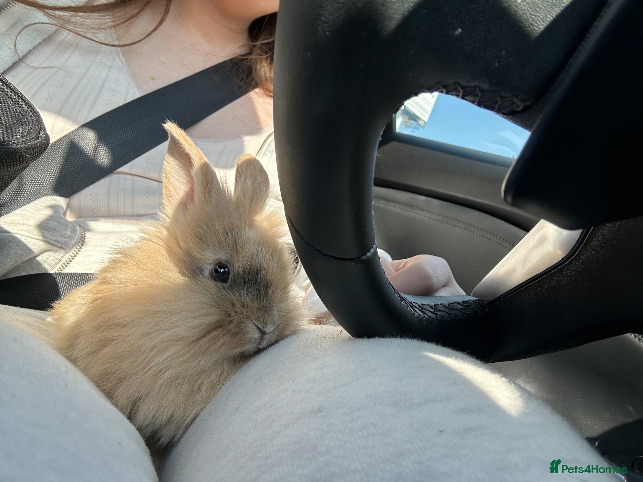 Lionhead rabbits Sooty Fawn Lionhead Doe For Sale - 8 Weeks - Advert 1