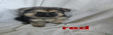 German Shepherd 1