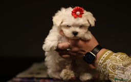 Maltese dogs for sale: 𝐓𝐢𝐧𝐲 𝐊𝐨𝐫𝐞𝐚𝐧 𝐌𝐚𝐥𝐭𝐞𝐬𝐞 𝐩𝐮𝐩𝐬 🐶  - Image 9
