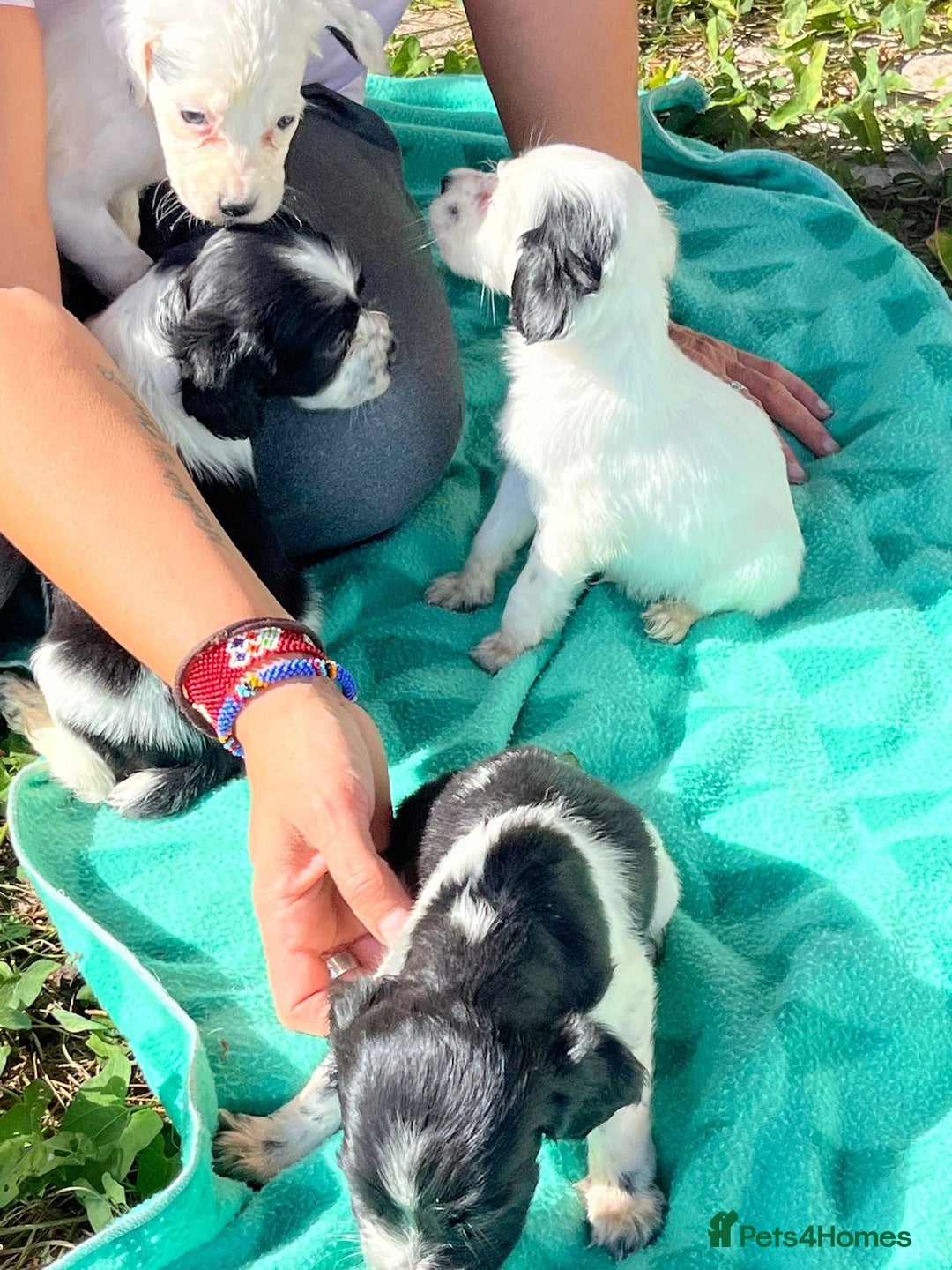 English Setter dogs for adoption: Setter x pups  - Image 10
