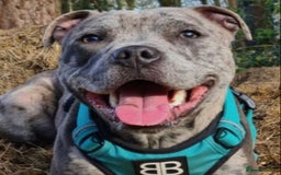 Staffordshire Bull Terrier dogs for sale: RARE BLUE MERLE STAFFORDSHIRE BULL TERRIER PUPPIES - Image 32