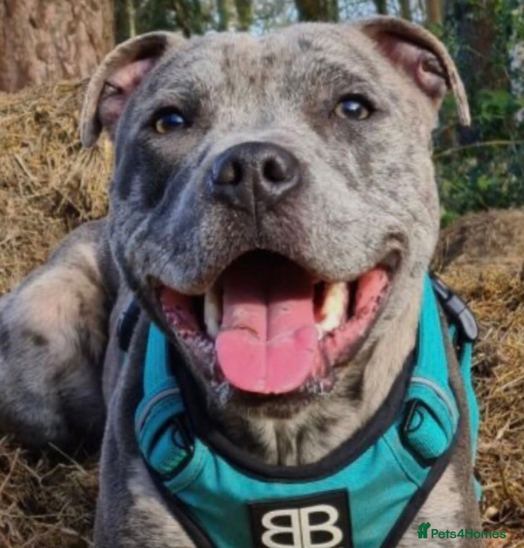 Staffordshire Bull Terrier dogs for sale: RARE BLUE MERLE STAFFORDSHIRE BULL TERRIER PUPPIES - Image 32