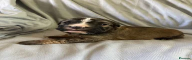 Female 1
