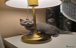British Shorthair cats for sale: British shorthair  - Image 38