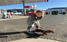 Dachshund dogs for sale: Dashound bella puppy - Advert 3