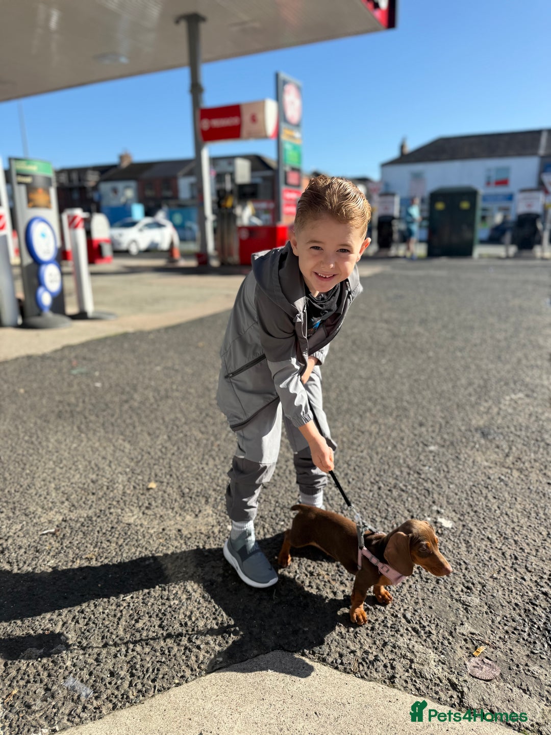 Dachshund dogs for sale: Dashound bella puppy - Advert 3