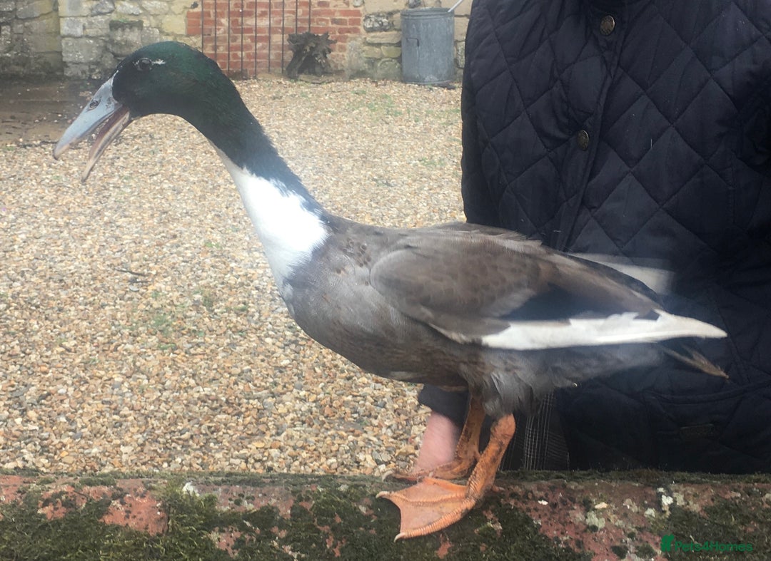Ducks poultry for sale: Dutch Hookbills (Juvenile ducks) - Image 9