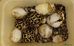 Tortoise reptiles for sale: INDIAN STAR BABIES UK BRED JULY 2025 - Image 5
