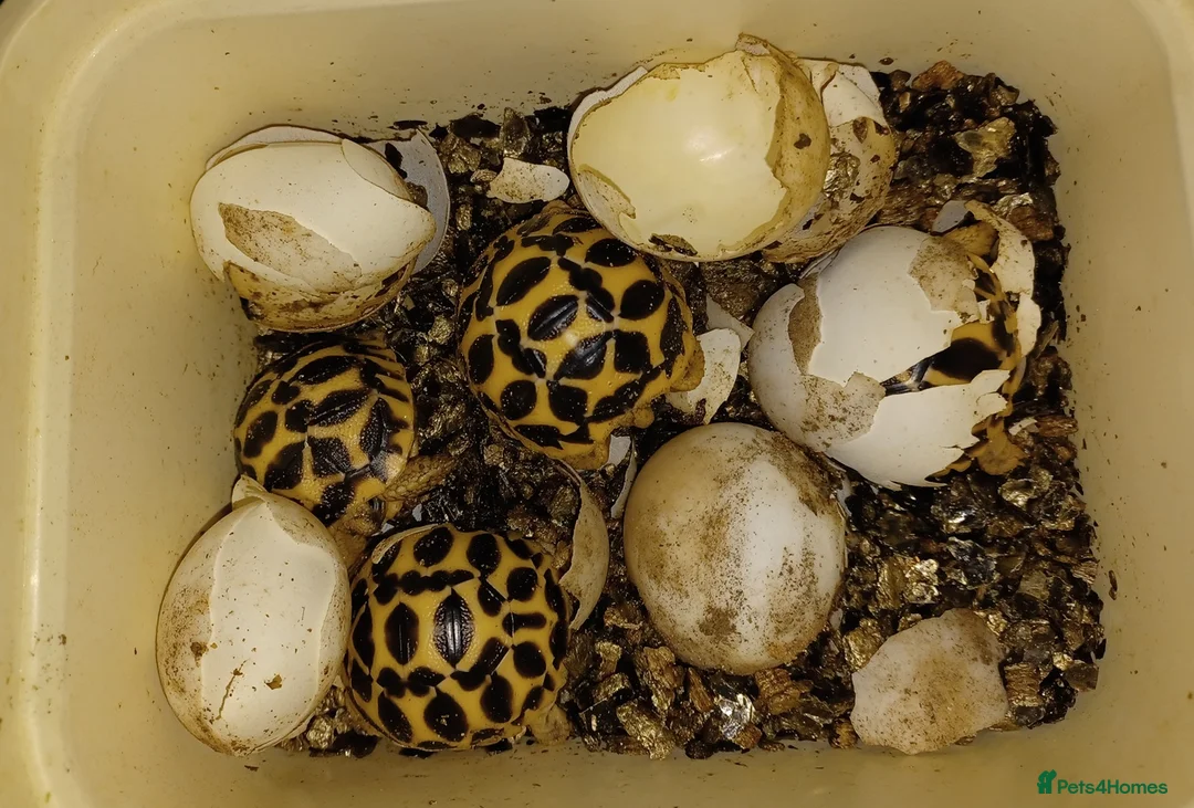 Tortoise reptiles for sale: INDIAN STAR BABIES UK BRED SEPTEMBER 2025 - Advert 5