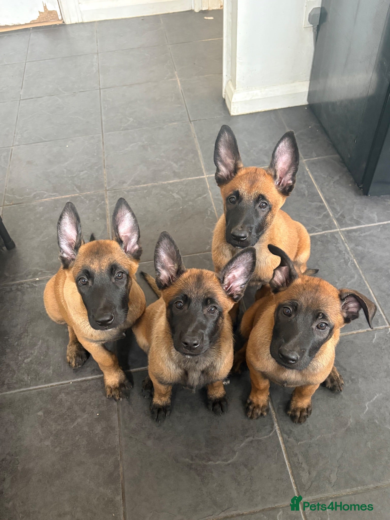 Belgian Shepherd Dog dogs Belgian Malinois Puppies - Ready to go - Advert 1